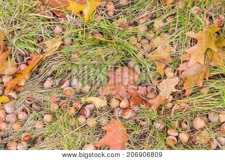 Background of the fallen acorns cuplike cupules and leaves of red oak among of a withered grass