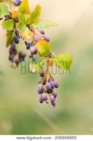 barberry Outdoors . In the park in nature