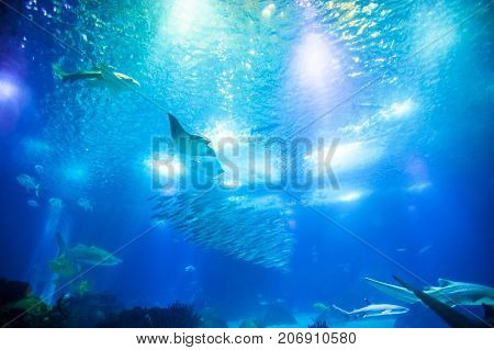 Undersea marine life. Underwater blue background with sunbeams. Manta Ray, shark and schools of fish cruises over the deep seafloor.