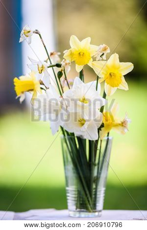 Homemade daffodil bouquet in drinking glass with nature in background. Different types of narcissus flowers in improvised vase on a terrace.