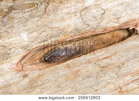 old rusty nail. close-up . Photo of abstract background