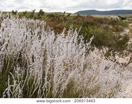 Smokebush in Lesueur National Park Western Australia