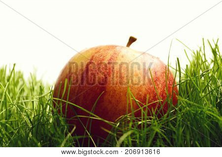 Fallen Fresh Red Apple In The Grass