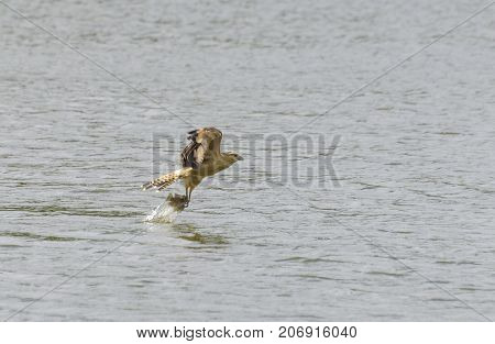 Yellow-headed Caracara (Milvago chimachima) fishing in Central Trinidad with blurred wings
