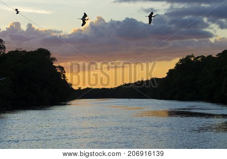 Tricoloured Herons in Silhouette over the Blue River in Caroni Trinidad