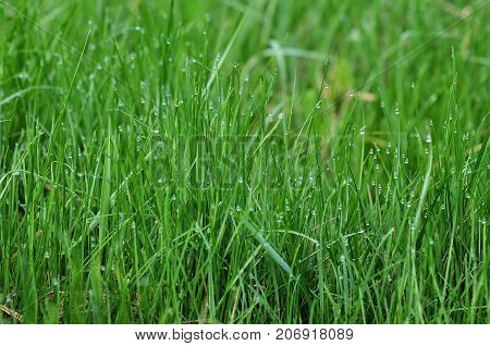 background of dew drops on bright green grass
