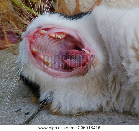 The open mouth of a yawning cat, top view. Fangs, throat, pharynx are visible. The animal lives on the street, which affected its appearance. A pet needs help