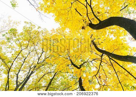 Vibrant yellow golden fall tree foliage background