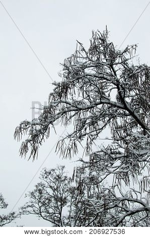 Cigar Tree In A Park On Winter