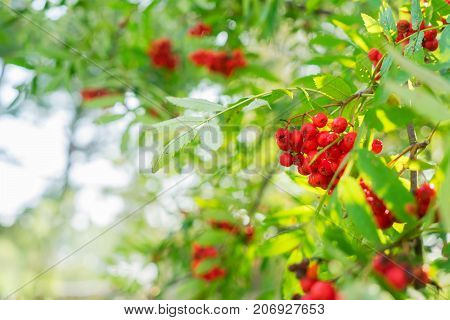 Rowan red ripe berries and fresh green leaves