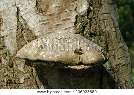 Birch Polypore Bracket Fungus On Birch Tree