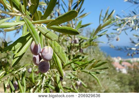 Olive branch in olive garden located seaside