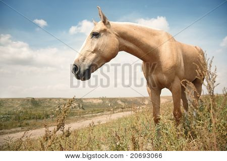 Hest