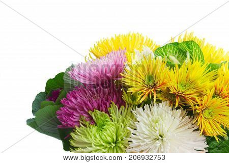 Chrisantemum fresh autumn flowers bouquet close up isolated on white background