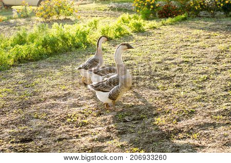 Two Goose Stroll Along The Green Lawn On A Summer Sunny Day Near The Pond. Birds Just Swam In The Ri