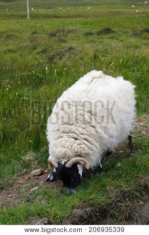 Scottish sheep grazing on the Isle of Skye