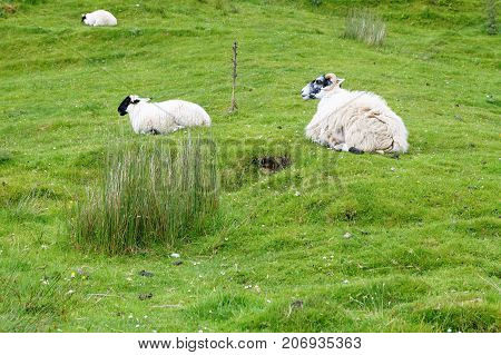 Scottish sheep grazing on the Isle of Skye