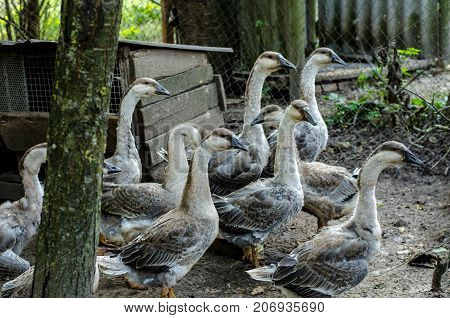 The Gray Goose Is Domestic. A Domestic Goose Is Food