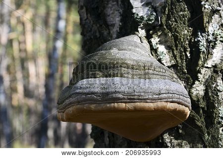 Chaga mushroom (Inonotus obliquus) on the birch tree trunk close up.Shelf fungus mushroom in the forest.Selective focus.