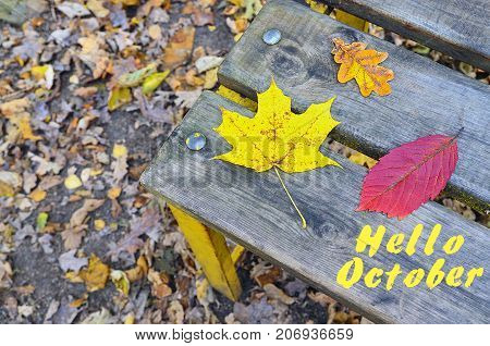 Hello October.Colorful autumn leaves on a old wooden bench in the park.Fall season or autumn concept.Selective focus.