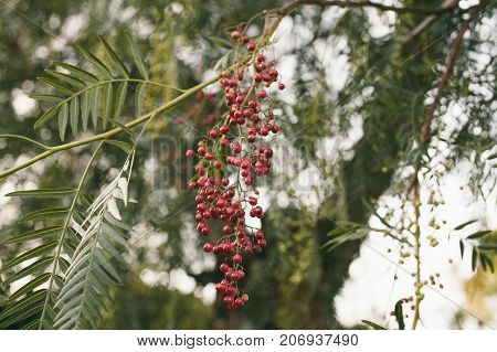 Schinus molle. California pepper tree. Peruvian pepper tree texture and background. Green leaves background of false pepper tree with red fruits. Close up view of false pepper tree leaves.