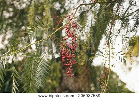 Schinus molle. California pepper tree. Peruvian pepper tree texture and background. Green leaves background of false pepper tree with red fruits. Close up view of false pepper tree leaves.