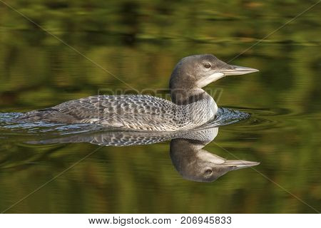 A Two-month Old Common Loon Chick And Its Reflection In Late Summer - Ontario, Canada