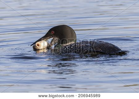 Common Loon Eating A White Sucker In Late Summer - Ontario, Canada