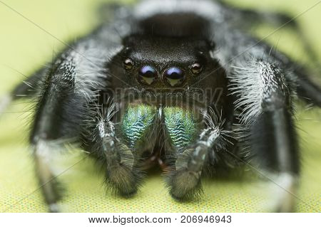 A close portrait of a beautiful jumping spider of species Phidippus regius