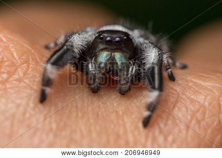 A close portrait of a beautiful jumping spider of species Phidippus regius