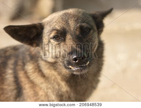 The Look. dog with wrong teeth, close-up, close-up
