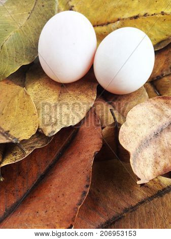 Fresh of duck eggs on dry leaves
