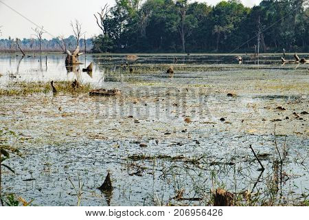 Beautiful artificial lake with with trees and other vegetation around the Neak Pean Temple in Angkor Complex, Siem Reap, Cambodia.