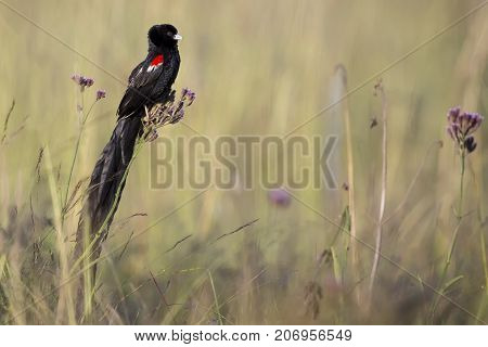 Long-tailed Widowbird sitting on a brush to rest after a display flight