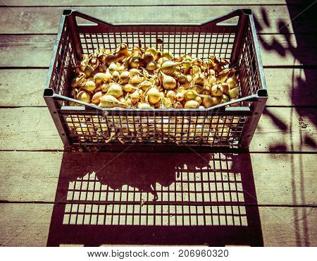 Ripe onion lying in a basket and dries in the sun