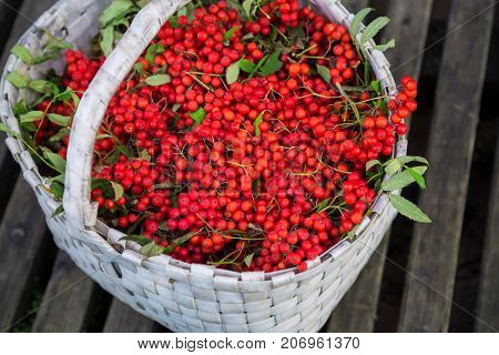Beautiful red wild berry. Bunches of Rowan collected in the autumn season in a white basket. Background of an old thin wooden boards. Rural views . Merry Christmas.