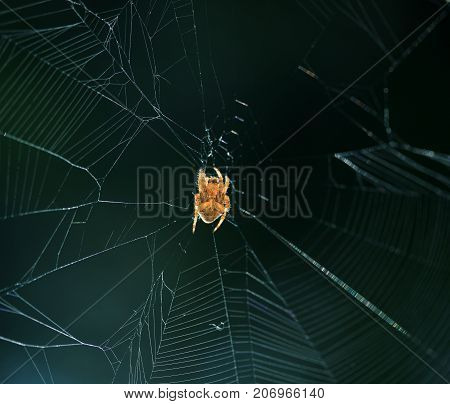 European cross spider sitting on web nature background