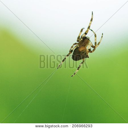 European cross spider sitting on web nature background