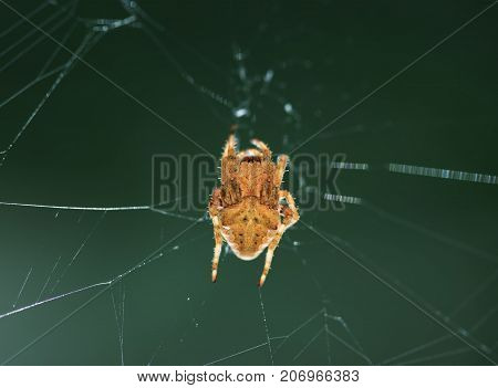 European cross spider sitting on web nature background