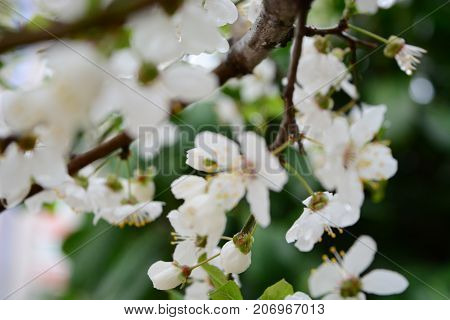 Spring Time In Istanbul , Blossem Is Open