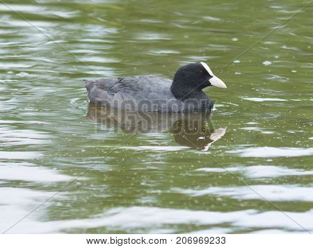 Eurasian coot Fulica atra swimming in pond close-up portrait selective focus shallow DOF.