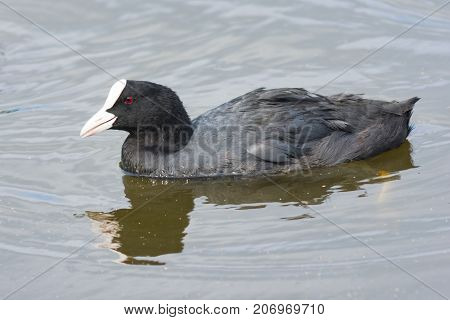 Eurasian coot Fulica atra swimming in pond close-up portrait selective focus shallow DOF.