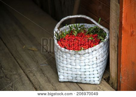 Beautiful red wild berry. Bunches of Rowan collected in the autumn season in a white basket. Background of old wooden planks. Rural views . Merry Christmas. Free space for text
