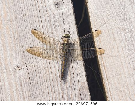Female dragonfly Scarce Chaser or Libellula fulva macro on wooden plank selective focus shallow DOF.
