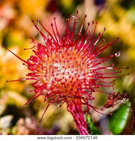Round-leaved sundew or Drosera rotundifolia macro selective focus shallow DOF.