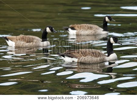 Group of canada goose swimming together in green water
