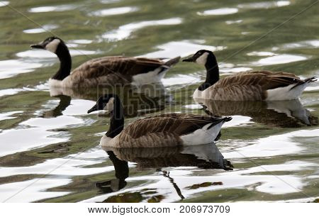 Group of canada goose swimming together in green water