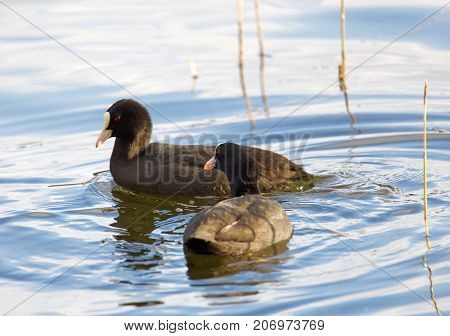 Two coot bird swimming in the water