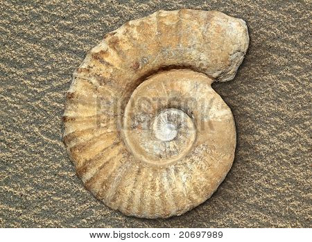 lumaca a spirale fossili di pietra vera antica shell pietrificato sulla spiaggia di sabbia