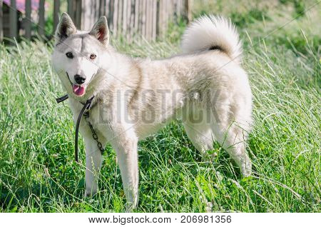 A Beautiful Siberian Laika Puppy On The Grass. Portrait Of Cute Happy Siberian Laika.